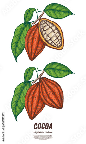 Cocoa beans vector illustration. Hand drawn. Chocolate design. Chocolate beans. Vintage illustration. Cocoa pod.