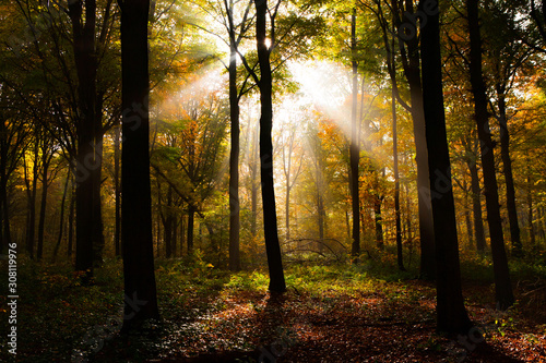 Sun creating sun beams in a autumn forest.