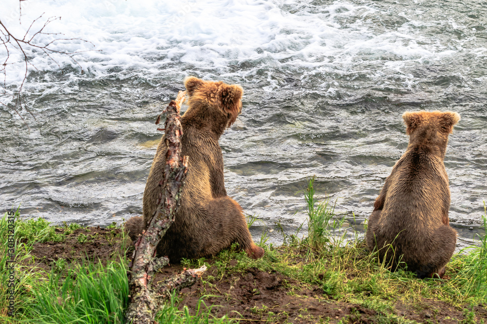 Obraz premium Bären am Brooks River