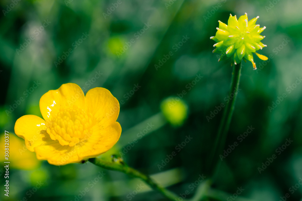 Obraz premium Meadow flowers