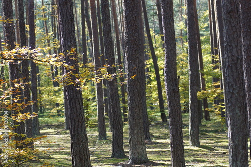Fototapeta Naklejka Na Ścianę i Meble -  Las jesienią w słoneczny dzień