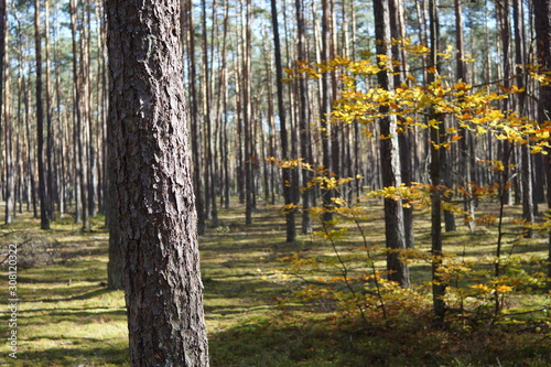 Fototapeta Naklejka Na Ścianę i Meble -  Las jesienią w słoneczny dzień