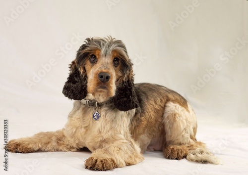 cute xmas dog photo