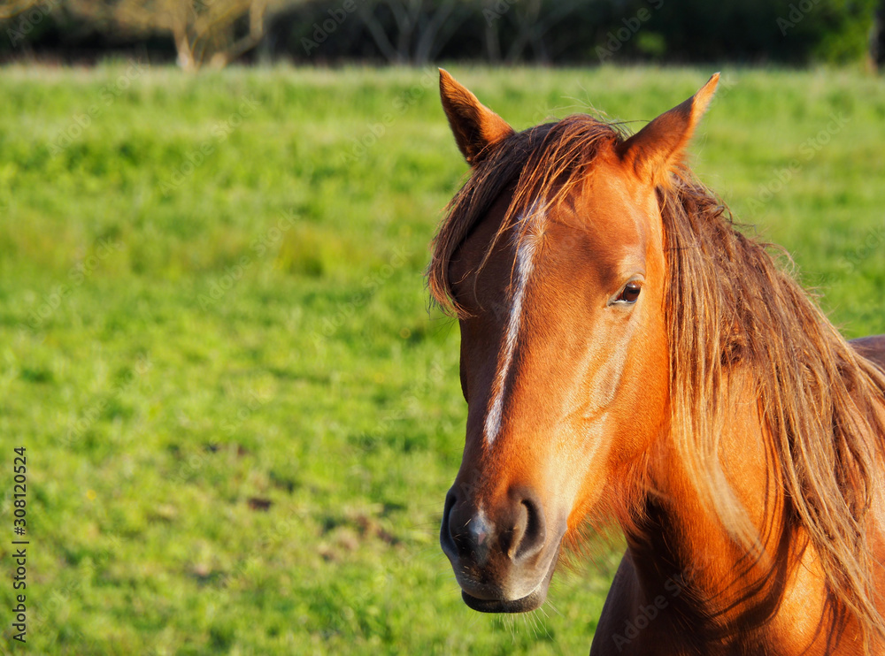 Obraz premium View of one brown horse in a green field