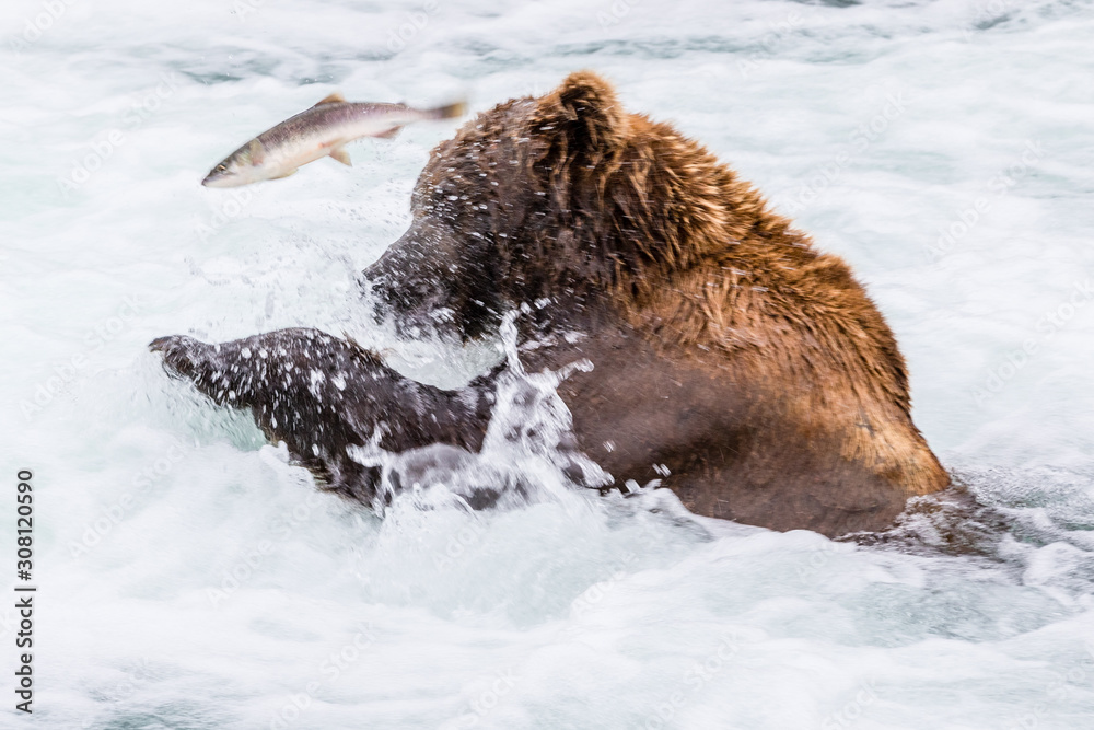 Fototapeta premium Bären am Brooks River