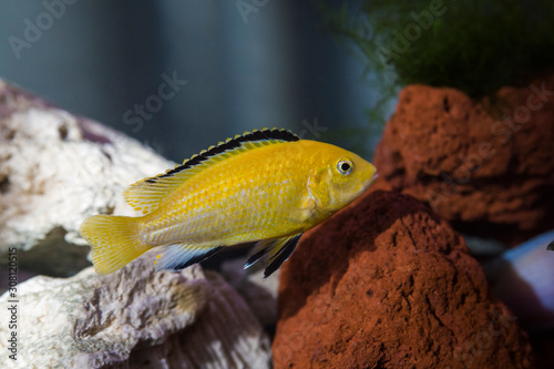 Electric yellow cichlid  (Labidochromis caeruleus) photo