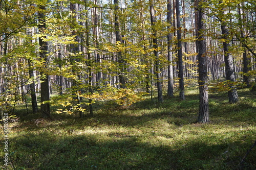 Fototapeta Naklejka Na Ścianę i Meble -  Las w jesiennych promieniach słonecznych