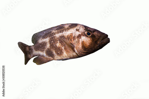 Livingston Cichlid (Nimbochromis livingstoni)