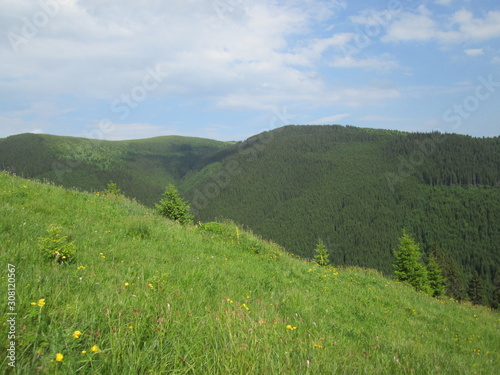 Mountain meadows on the background of forested slopes
