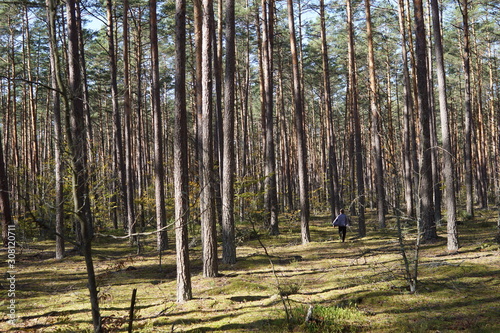 Fototapeta Naklejka Na Ścianę i Meble -  Las w jesiennych promieniach słonecznych