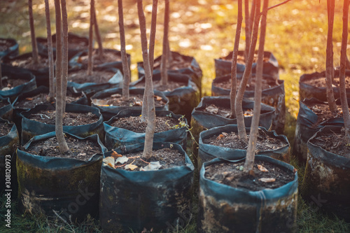 reforestation set of young trees trunks in pots photo