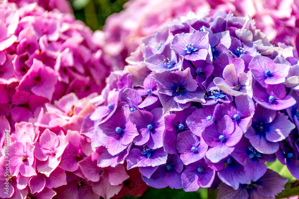 Violet and magenta hydrangea flowers