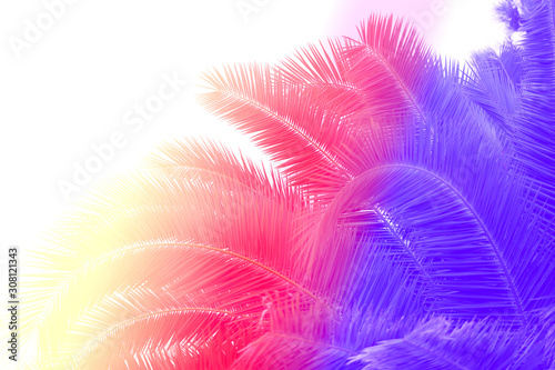 Photo of a beautiful purple palm tree photo