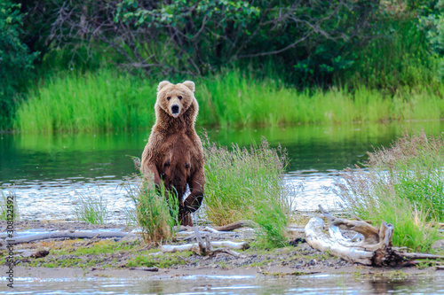Bären am Brooks River © Claus