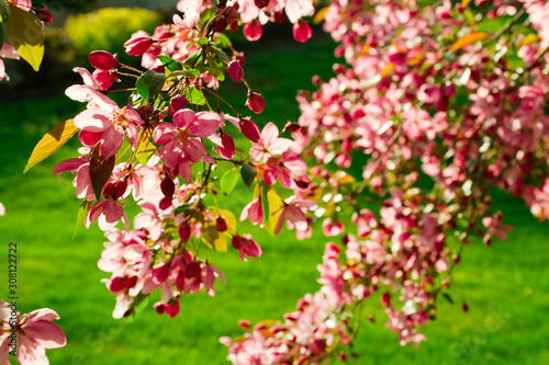 Flowering fruit tree