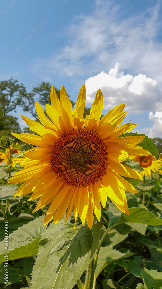 yellow blooming sunflower blooming in a field with blue sky yellow blooming sunflower blooming in a field with blue sky