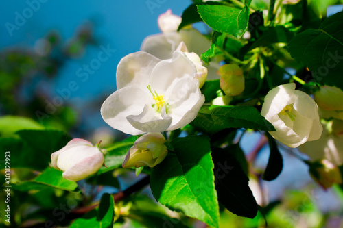 Flowering fruit tree