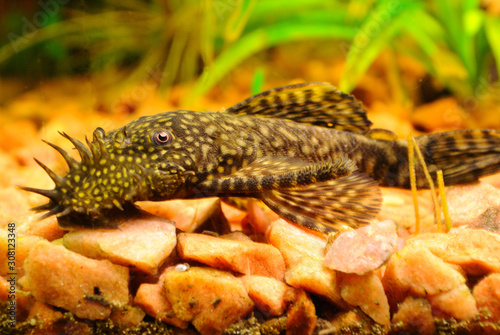 Fish Ancistrus Ancistrus dolichopterus in a home freshwater aquarium photo