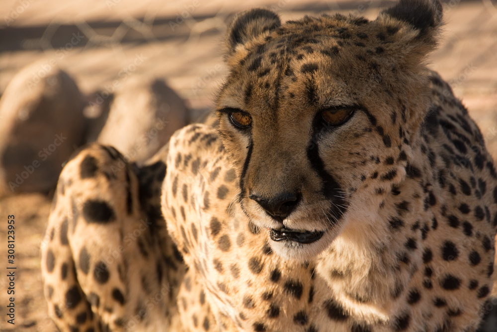 Naklejka premium Cheetah - Namibia