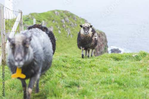 Sheep in the Akraberg lighthouse, Suduroy, Faroe Islands