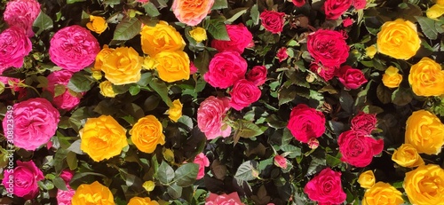 red flowers in the garden doha qatar photo