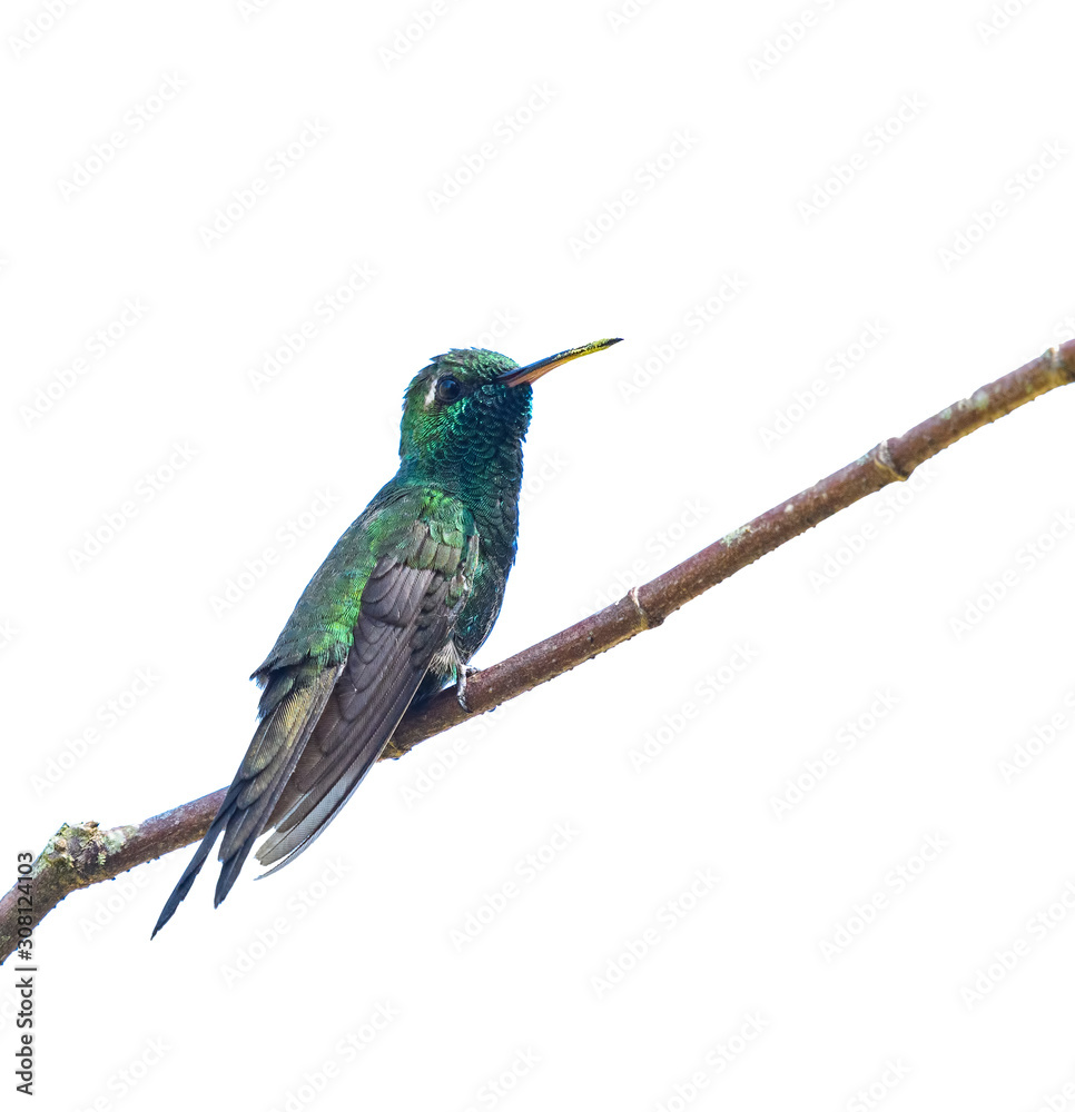 Cuban Emerald on White Background, Isolated Cuban Emerald on White Background, Isolated