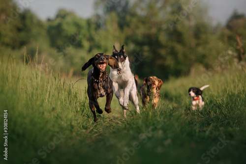 group of happy dogs running outdoors in summer