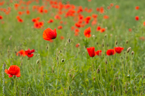 Summer field of poppies. Wild red flowers on the green meadow. © Michal Murawski