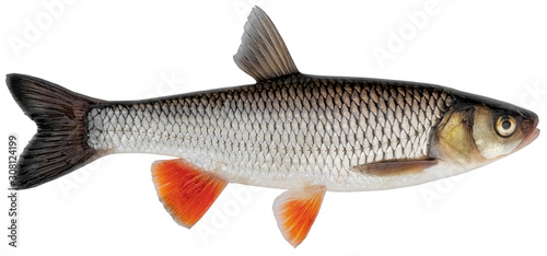 Freshwater fish isolated on white background closeup. Simply chub, European or common chub is a fish in the carp family Cyprinidae, type species: Squalius cephalus. photo