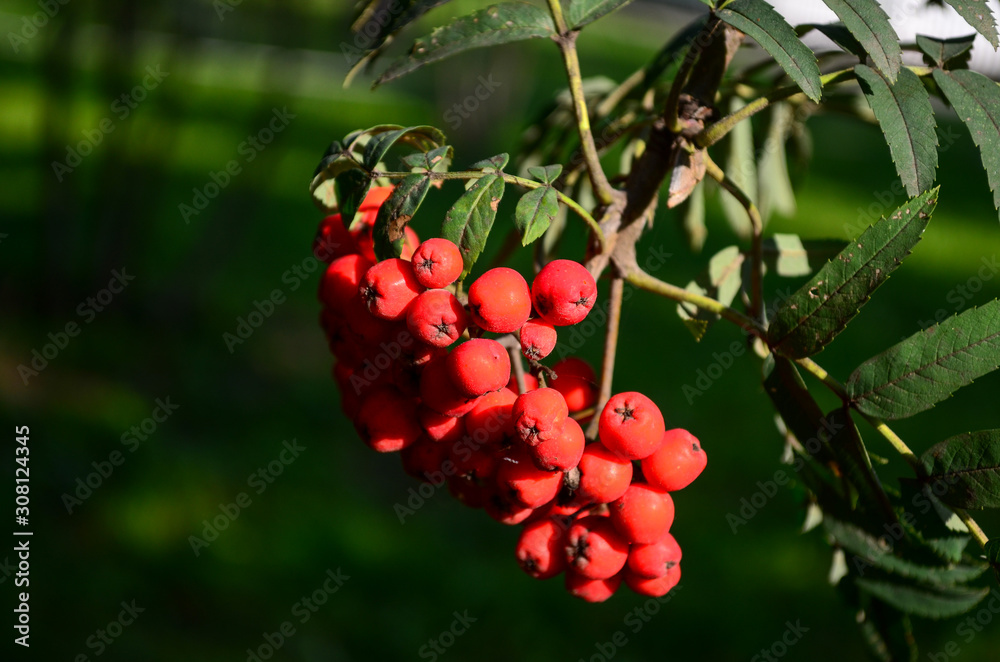 red rowan red rowan