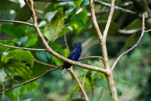 Humming Birds, Costa Rica