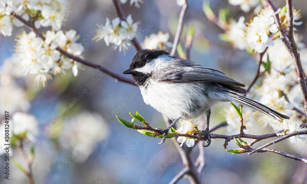 Naklejka premium black capped chickadee perched among white blossems