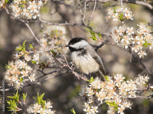 black capped chickadee perched among white blossems photo