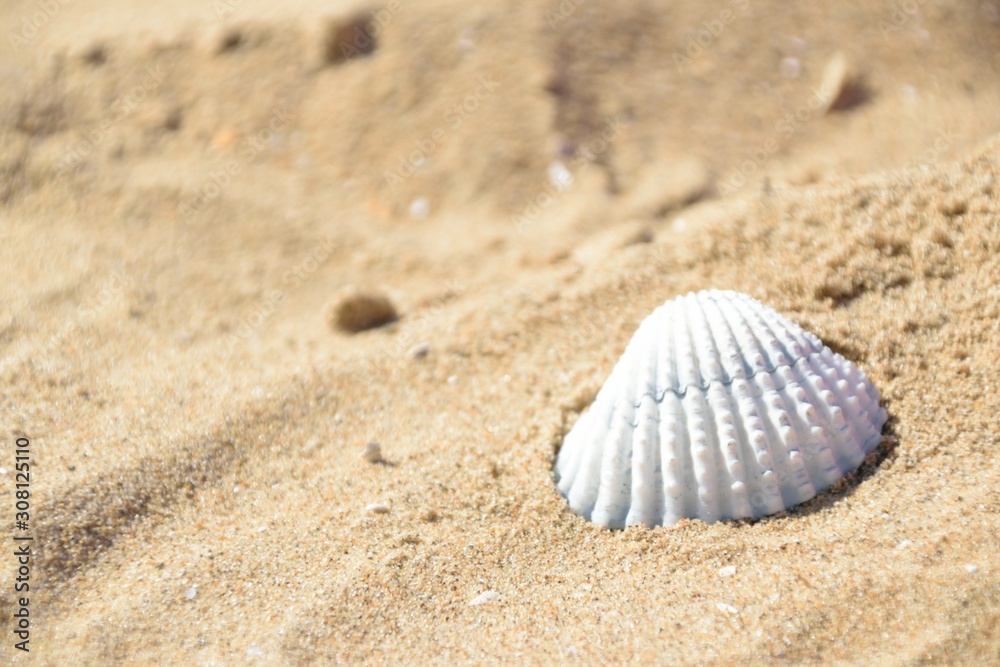 A white seashell on the sand beach A white seashell on the sand beach