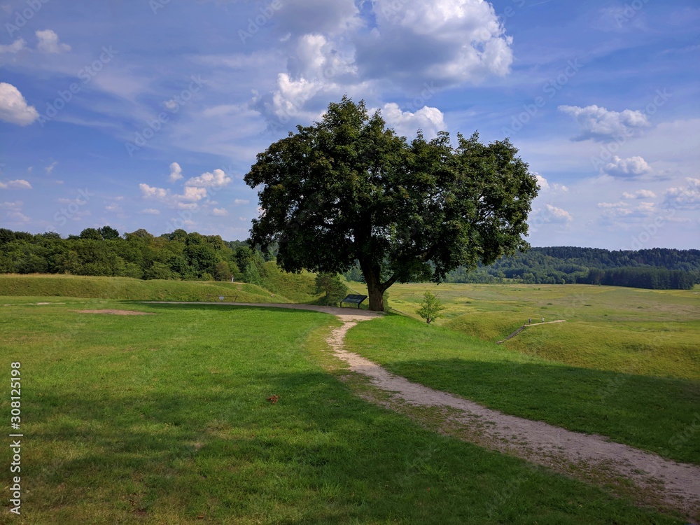 Lonely tree standing on a grassy hill and white clouds on a blue sky in background Lonely tree standing on a grassy hill and white clouds on a blue sky in background