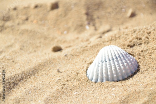 A white seashell on the sand beach