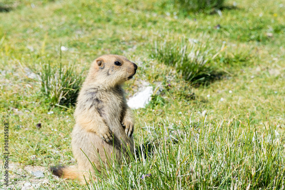 Fototapeta premium Ladakh, India - Aug 08 2019 - Himalayan Marmot at Pangong Lake in Ladakh, Jammu and Kashmir, India. The Lake is an endorheic lake in the Himalayas situated at a height of about 4350m.