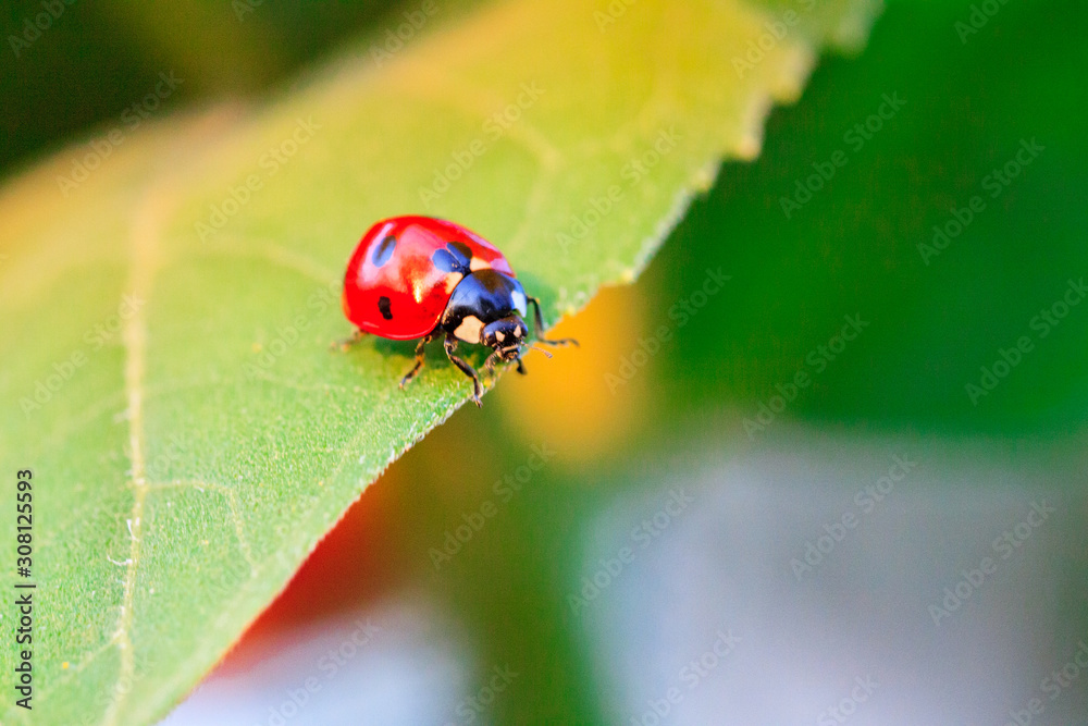 Macro of ladybug on a blade of grass in the morning sun Ladybug - bug. Natural insecticide that destroys pests of crops. A closeup of a ladybug. Macro of ladybug on a blade of grass in the morning sun Ladybug - bug. Natural insecticide that destroys pests of crops. A closeup of a ladybug.