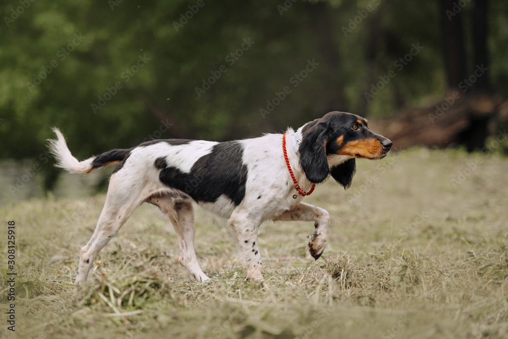 beautiful pointer dog walking on a field in summer