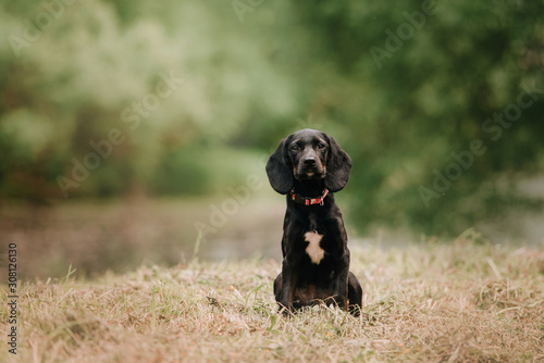 black pointer puppy in a collar sitting outdoors in summer