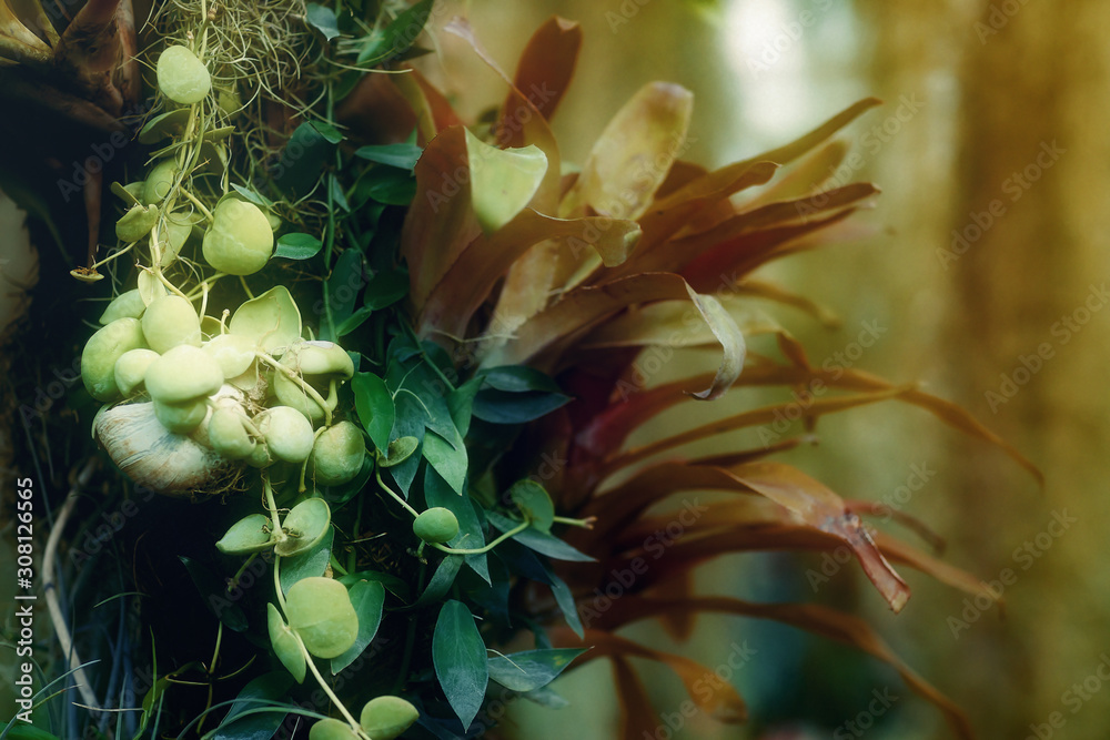 Fototapeta premium green vegeration, detail of rain forest plant,