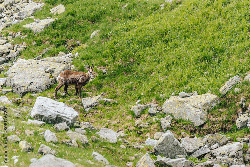 Chamois, Rupicapra rupicapra, on the green grass alpine meadow and rocky boulders. Wildlife animal with horns, Chamois. Alpine like landscape with chamois or mountain goat. Wild animals in the alps. Chamois, Rupicapra rupicapra, on the green grass alpine meadow and rocky boulders. Wildlife animal with horns, Chamois. Alpine like landscape with chamois or mountain goat. Wild animals in the alps.