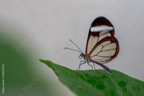 Beautiful Glasswing Butterfly (Greta oto) on a leaf in a summer garden. In the amazone rainforest in South America.