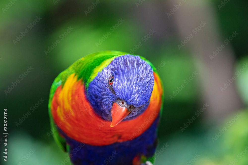 Close up of a Lorikeet perched on a branch Close up of a Lorikeet perched on a branch