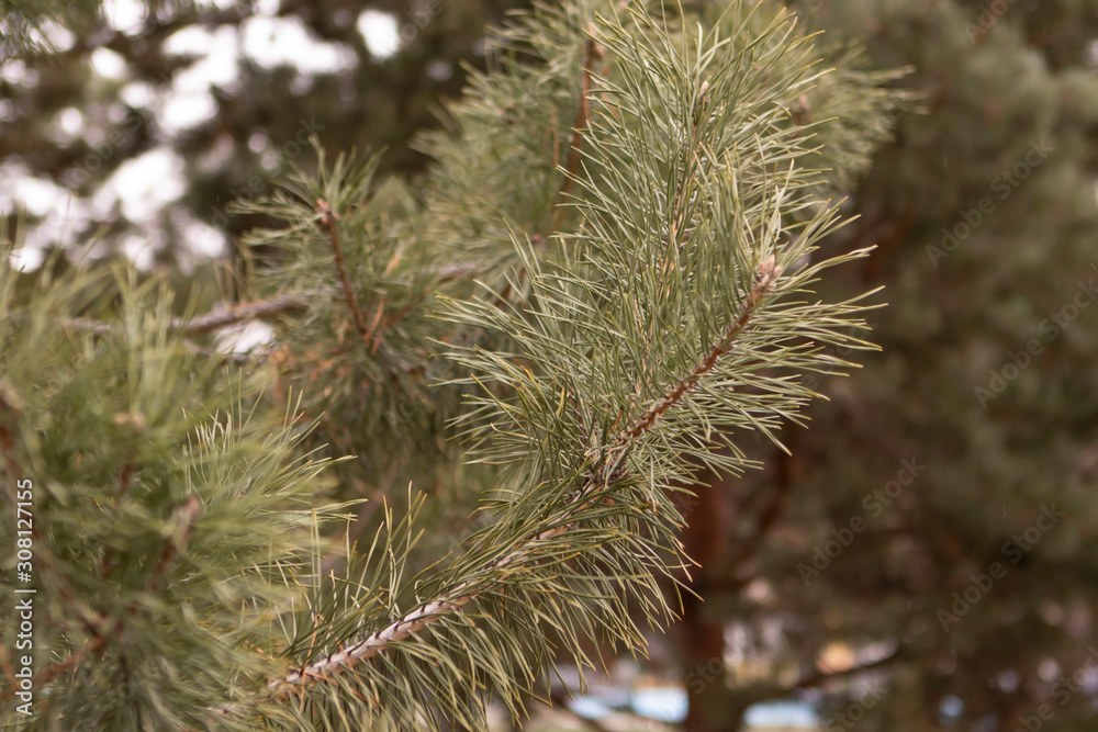 Pine branch with long green needles