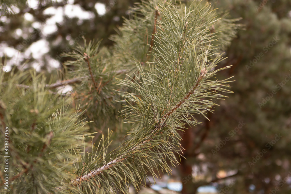 Pine branch with long green needles Pine branch with long green needles