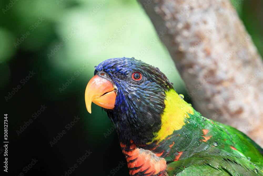 Close up of a Lorikeet perched on a branch