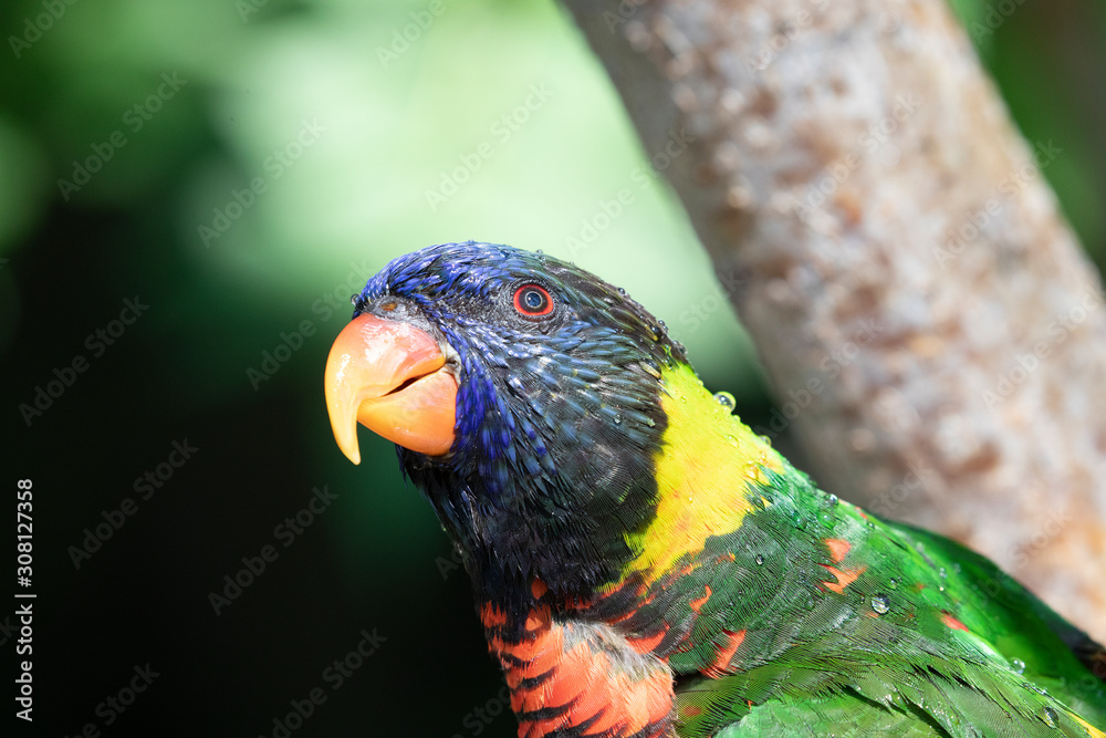 Naklejka premium Close up of a Lorikeet perched on a branch