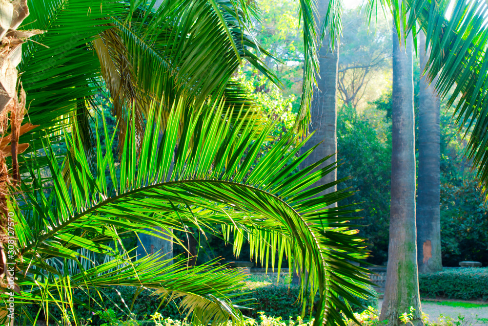 Palm trees in the old park of Barcelona Palm trees in the old park of Barcelona
