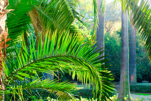 Palm trees in the old park of Barcelona